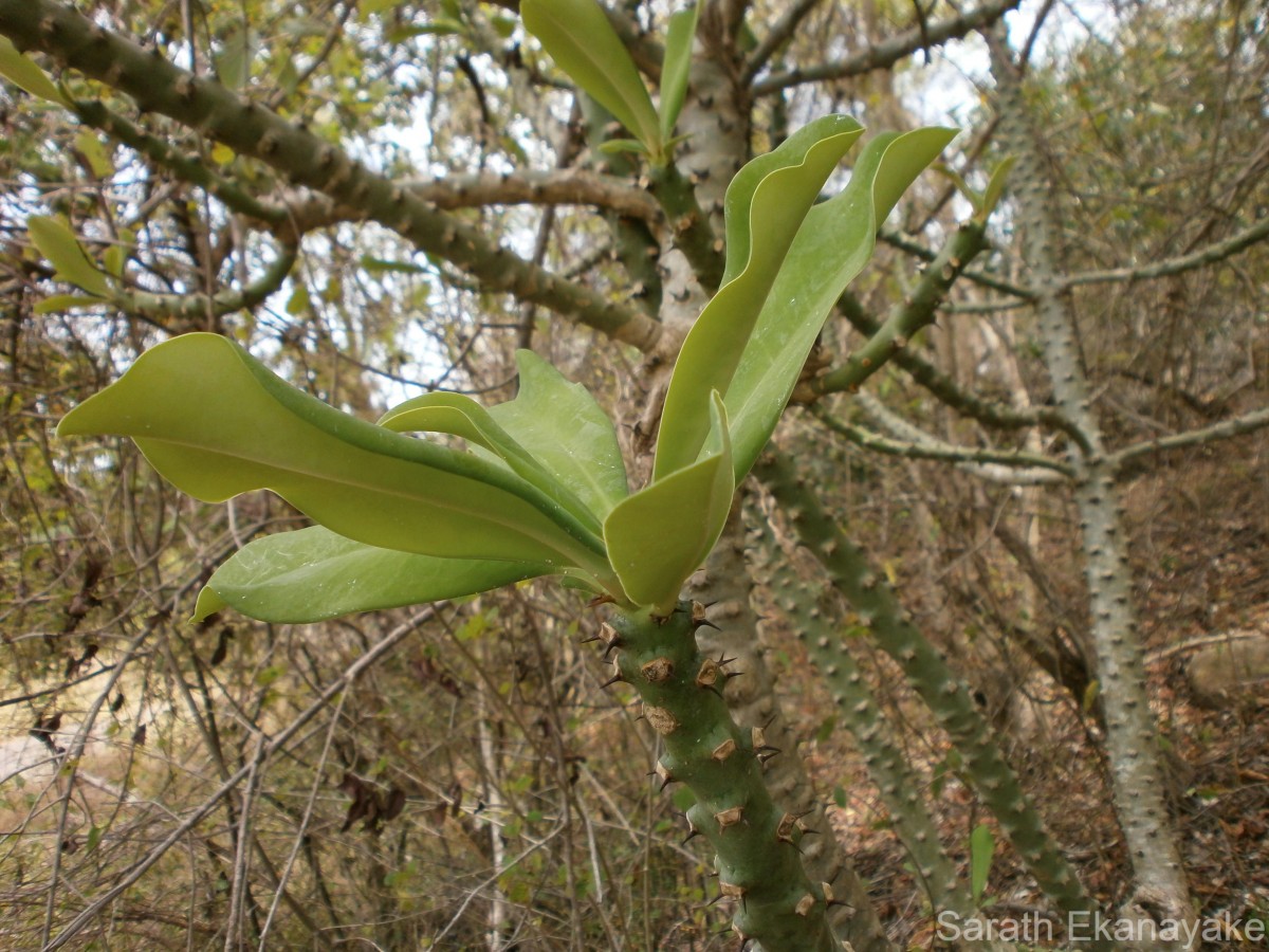 Euphorbia nivulia Buch.-Ham.